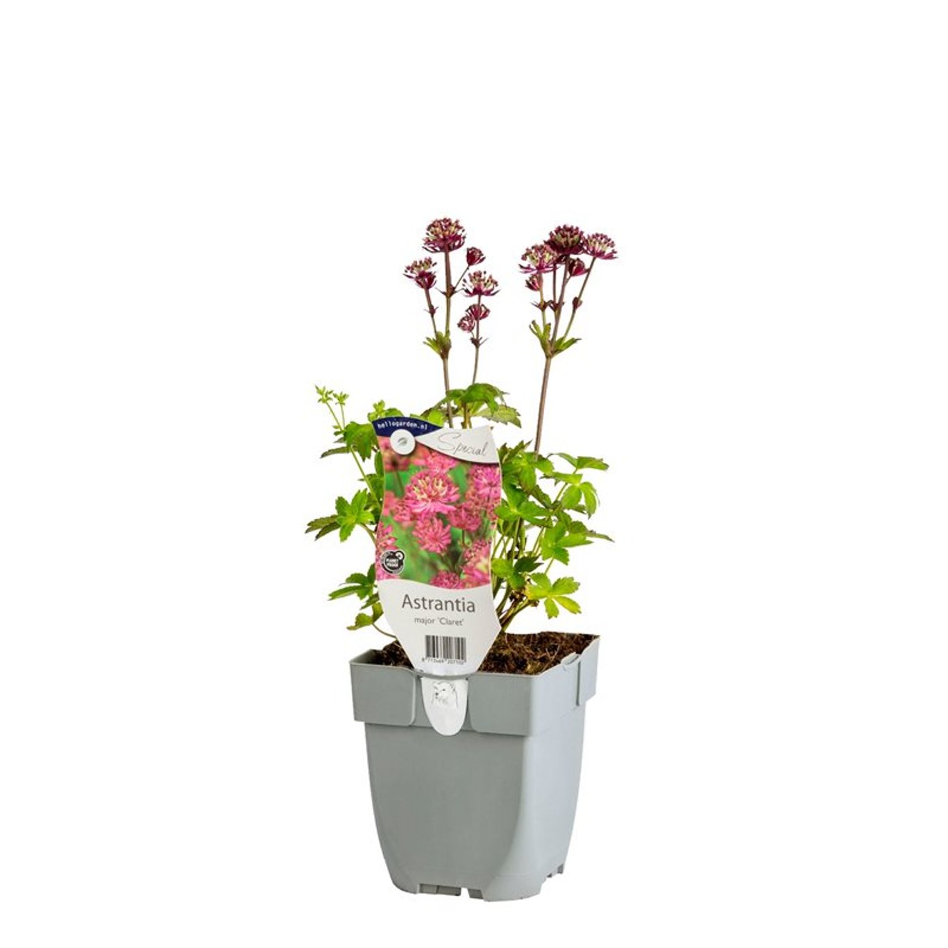 Astrantia maj. 'Claret' - P11